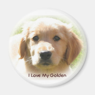 Aimant Amour de golden retriever