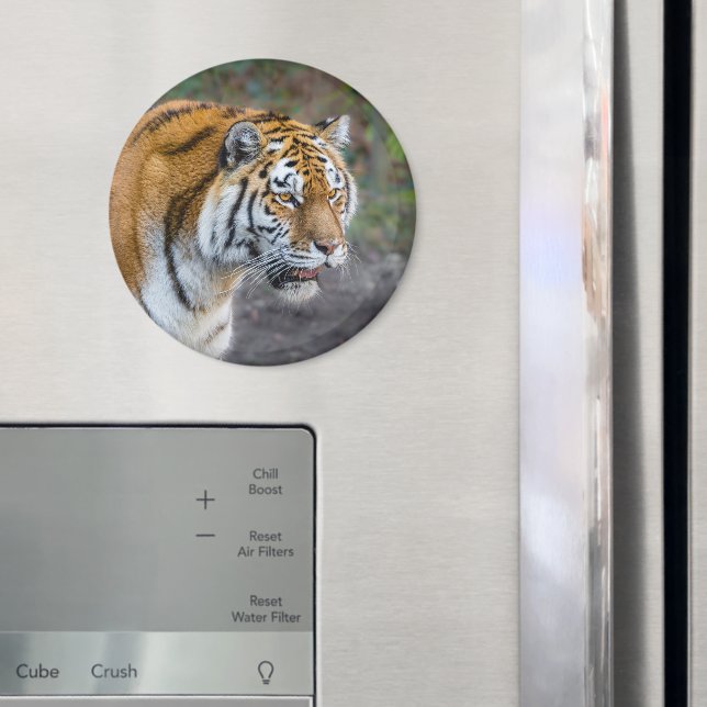 Aimant Amur tiger (In situ (réfrigérateur))
