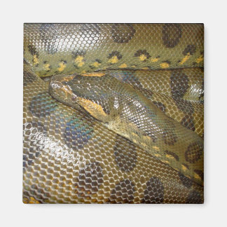 Aimant Anaconda vert