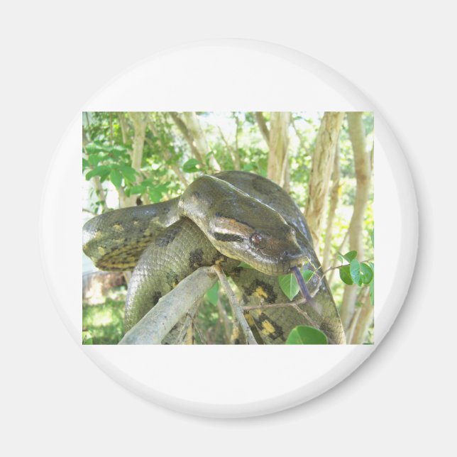 Aimant Anaconda vert (Devant)