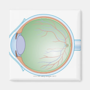 Aimant Anatomie de l'oeil humain