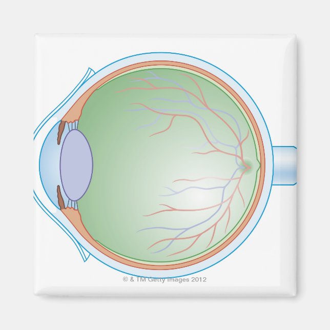 Aimant Anatomie de l'oeil humain (Devant)