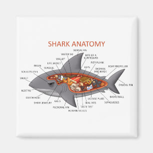 Aimant Anatomie des requins