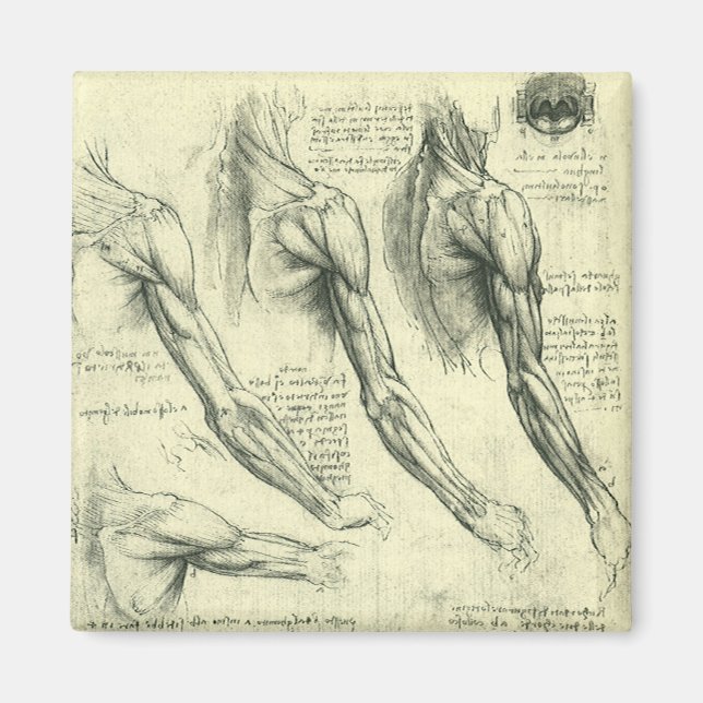 Aimant Anatomie du bras et de l'épaule par Léonard de Vin (Devant)