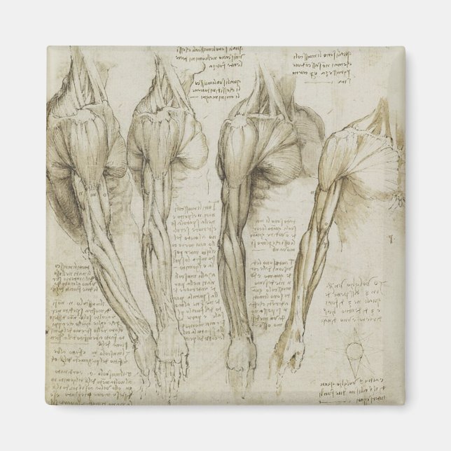 Aimant Anatomie du bras humain de Da Vinci (Devant)