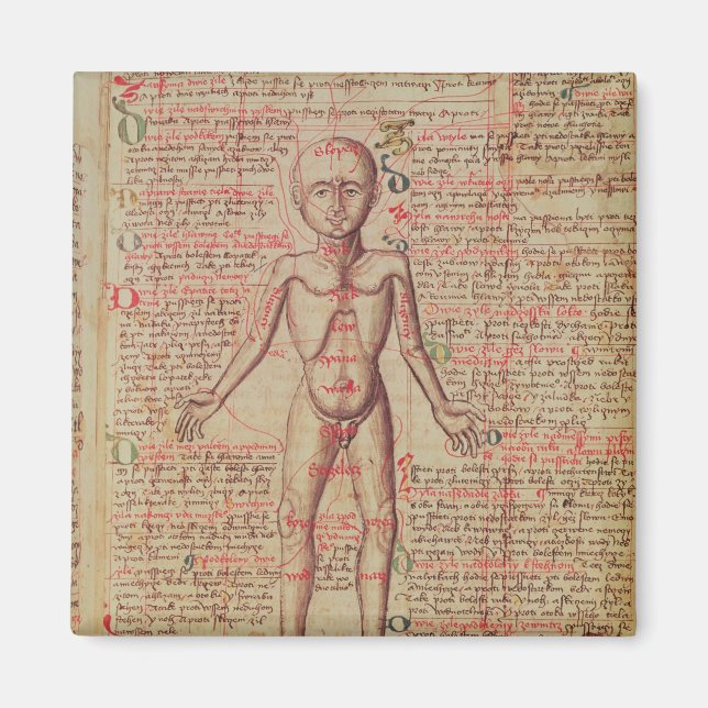 Aimant Anatomie du corps humain (Devant)