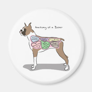 Aimant Anatomie d'un chien de boxe cadeaux