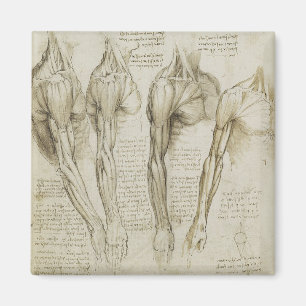 Aimant Anatomie humaine du bras de da Vinci