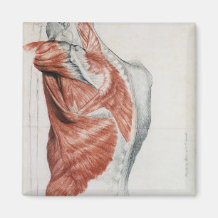 Aimant Anatomie humaine; Muscles du Torse et de l'épaule