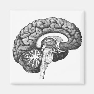 Aimant Anatomie médicale vintage illustration cerveau hum
