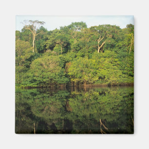 Aimant Anavilhanas, Amazonas, Brésil. Rivière de la forêt