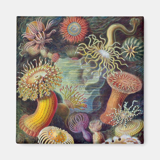 Aimant Anémone de mer Nature scientifique Océan (Devant)