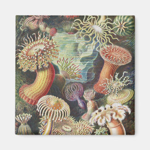Aimant Anémones de mer, Actiniae Seeanemonen Ernst Haecke