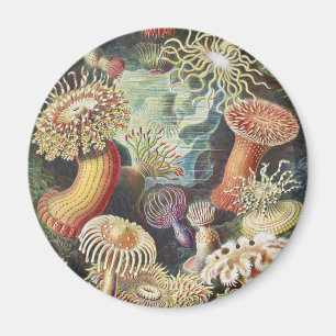 Aimant Anémones de mer de Haeckel Collage d'art de vie na