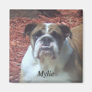 Aimant anglais de carré de bouledogue de Mylie