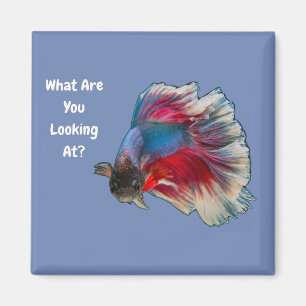 Aimant Angry Betta Fighting Fish Qu'Est-Ce Que Vous Regar