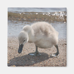 Aimant animal de cygne de bébé
