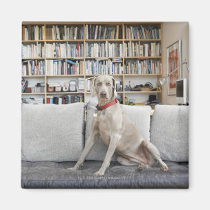 Aimant Animal femelle