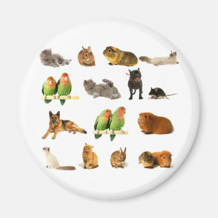 Aimant animaux