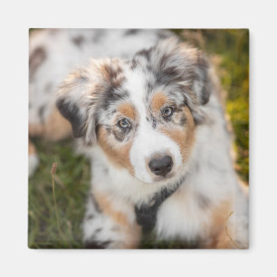 Aimant Animaux de bébés cutest Australian Shepherd Pupp