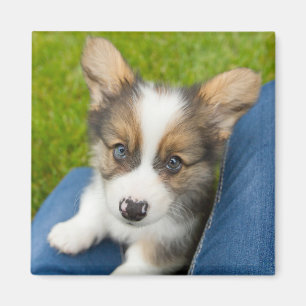 Aimant Animaux de bébés cutest   Baby Corgi dans mon geno