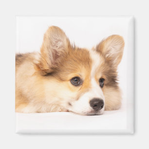 Aimant Animaux de bébés cutest   Baby Corgi Portrait de c