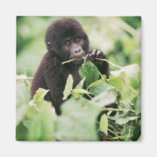 Aimant Animaux de bébés cutest   Baby Gorilla de montagne