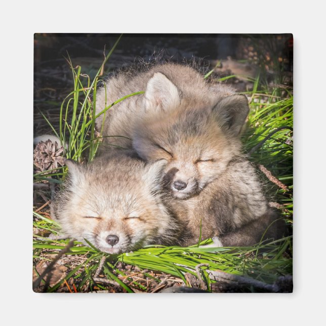 Aimant Animaux de bébés cutest | Baby Red Fox Kits Sleepi (Devant)