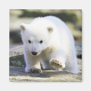 Aimant Animaux de bébés cutest   Bébé Ours polaire