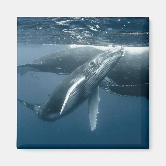 Aimant Animaux de bébés cutest | Calf de baleine à bosse (Devant)