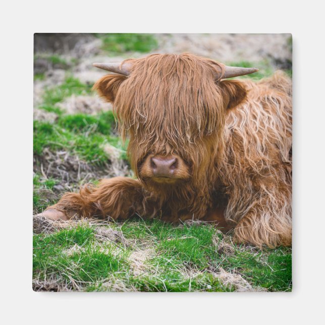 Aimant Animaux de bébés cutest | Calf de vache des Highla (Devant)