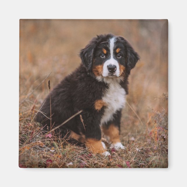 Aimant Animaux de bébés cutest | Chien de montagne bernoi (Devant)