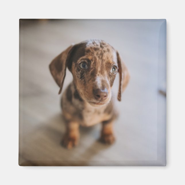 Aimant Animaux de bébés cutest | Chiot Brown (Devant)