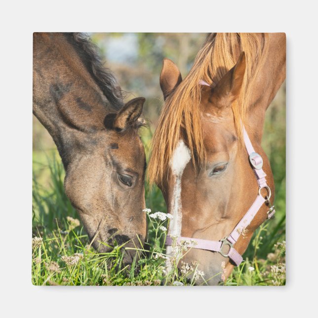 Aimant Animaux de bébés cutest | Colt à cheval (Devant)