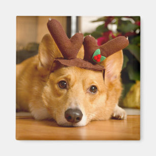 Aimant Animaux de bébés cutest Corgi Christmas Reindeer