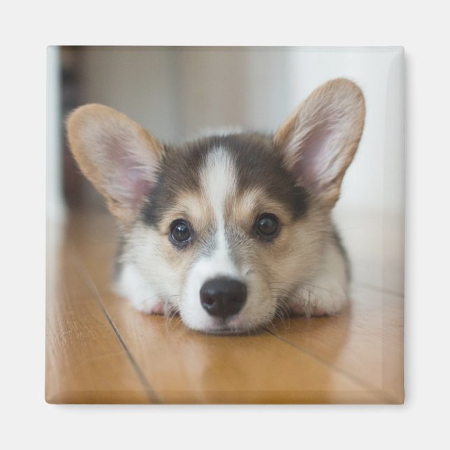 Aimant Animaux de bébés cutest | Corgi Puppy (Devant)