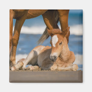 Aimant Animaux de bébés cutest   Corolla nouvellement née