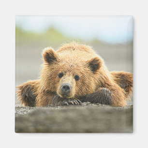 Aimant Animaux de bébés cutest   Cub d'ours Brown côtier