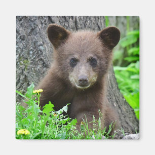 Aimant Animaux de bébés cutest   Cube d'ours Brown