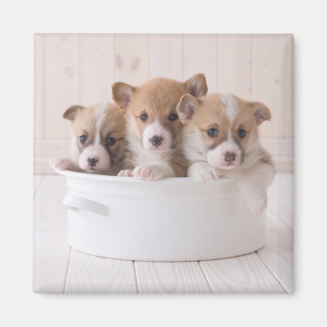 Aimant Animaux de bébés cutest | Cute Corgi Chipies dans  (Devant)