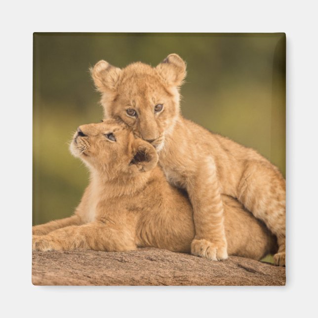 Aimant Animaux de bébés cutest | Deux Lions Cubs (Devant)