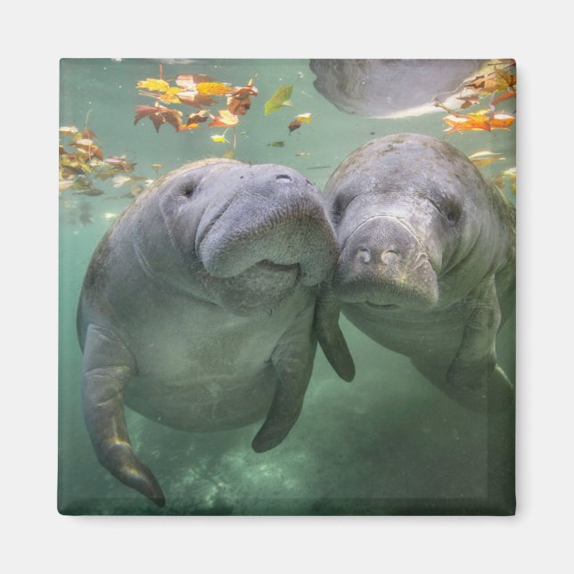 Aimant Animaux de bébés cutest | Deux Manatees (Devant)