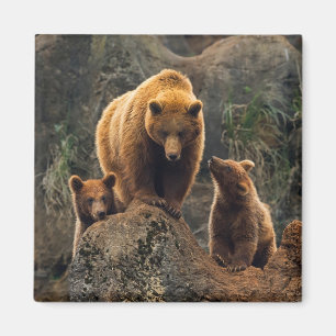 Aimant Animaux de bébés cutest   Famille d'ours Brown