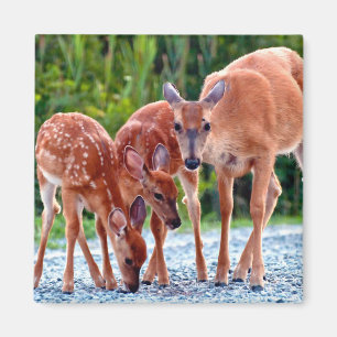 Aimant Animaux de bébés cutest   Fawn with Babies