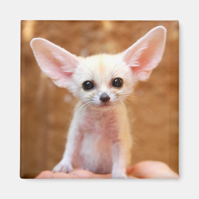 Aimant Animaux de bébés cutest | Fennec Fox (Devant)