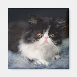 Aimant Animaux de bébés cutest   Fluffy B&W Kitten