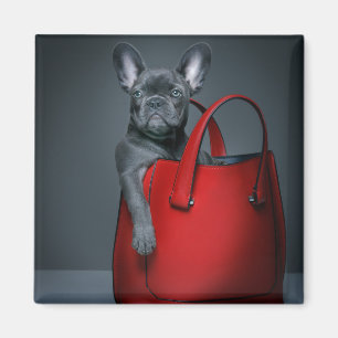 Aimant Animaux de bébés cutest French Bulldog dans le s