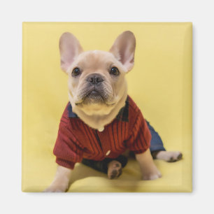 Aimant Animaux de bébés cutest French Bulldog habillé