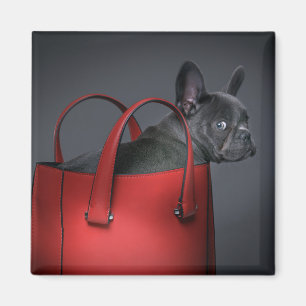 Aimant Animaux de bébés cutest French Bulldog Red Hand