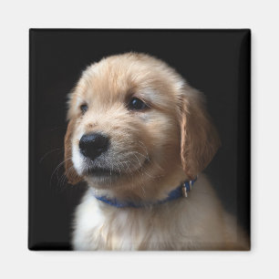 Aimant Animaux de bébés cutest Golden Retriever Puppy